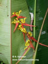 Heliconia impudica